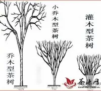 乔木型茶树—小乔木型茶树—灌木型茶树【图解】