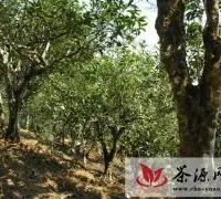 勐宋最有名的古茶树
