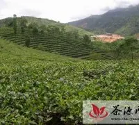云南大叶种灌木茶园
