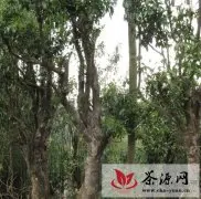 云南古茶树分布为世界之最