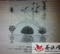 飞说普洱，我的普洱观（1-3）：普洱茶茶树的植物学