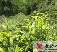 邦崴澜沧茶树王 西盟佛殿山的人文、生态指数