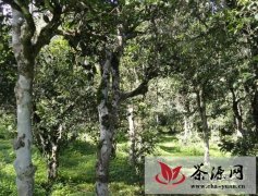 镇沅县文帕村的茶园情况，及生态指数