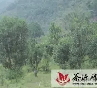 正兴镇景谷 黄草坝的生态人文指数