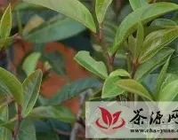 大滇说茶（89）：勐腊古树茶