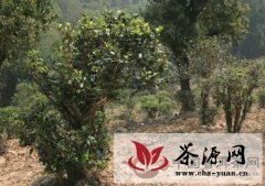 普洱茶产地之古茶树茶山篇（江内六大茶山）：曼撒古茶山