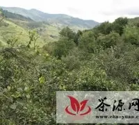 普洱茶产地之古茶树茶山篇（江内六大茶山）：攸乐古茶山