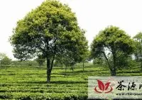 回归普洱茶农产品本性，投资回报率“马上合乎心意”