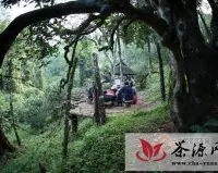 中国普洱茶第一县 “圣地之旅 茶出勐海”
