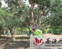 500余人齐聚古茶园举办绿色环保节