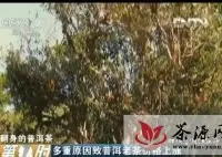 [CCTV2第一时间]翻身的普洱茶