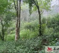 云南茶山茶农状况 普洱茶古树与纯料的争议