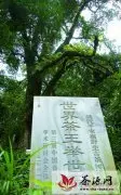 普洱镇沅千家寨最古老的普洱茶树