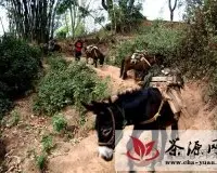 云南双江地区少数民族茶文化（组图）