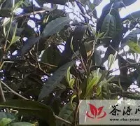 2012南糯山古树普洱茶发芽情况(2/20)