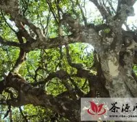 普洱茶树保养与鉴品质