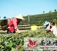 思茅区发展有机茶生态茶园建设