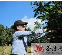 云南大面积保护古茶树资源第一人——于翔