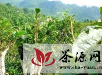 古农茶业：普洱茶市场第三支力量的崛起