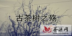 2014经典普洱茶山行（五）古茶树之殇
