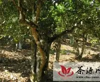 普洱古茶园：世界上第一个茶农业文化遗产