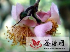 倚邦稀有茶树种——红花大树茶
