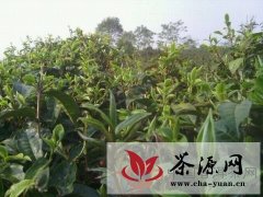 2012春季普洱茶名山名寨开采以及价格行情（3/12）