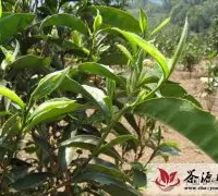 2012春季普洱茶名山名寨开采以及价格行情（2/29）