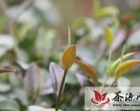 云南大叶种茶树中的奇葩——紫娟茶