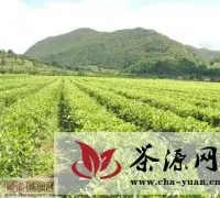 云南耿马着力打造全国重点产茶县