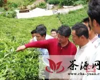 勐海茶厂通过国家级种植农业标准化示范区考核验收