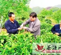 临沧：山寨汉子建设那杏生态园 带动茶农增收致富