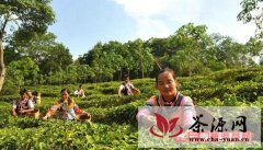 茶山动态：勐海雨水茶开采上市