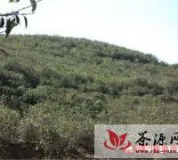 永德县勐板乡壮大忙肺大叶种茶发展规模