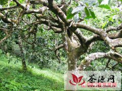 南糯山拔玛寨 大茶树生长的地方