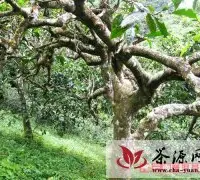 南糯山拔玛寨 大茶树生长的地方