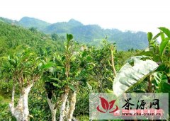 勐腊县古茶树分布和古茶树特点