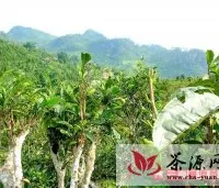 勐腊县古茶树分布和古茶树特点