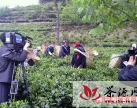 云南大理南涧县30年种茶历程