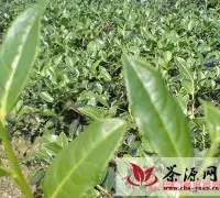 云南：南涧成生产加工“普洱茶”最佳基地