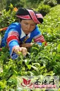 易武乡倾力打造中国贡茶第一镇