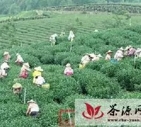 景谷县举办茶叶机采现场观摩及技术培训会