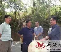 景谷县开展茶叶机采技术培训会