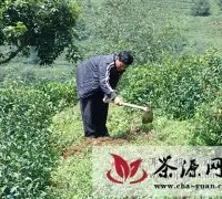 景东县生种植84万株生态茶