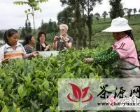 普洱茶山吸引国内外游客