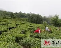 西盟勐卡镇绿洲茶场实施生态茶园改造见效益