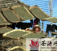 勐海贺开村开采古树茶迎“茶王节”