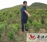 云南元阳县进行低产茶园改造