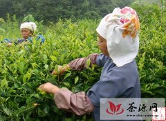 广南县茶叶价格回升茶农生产积极性提高