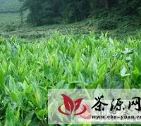 茶之习俗:贵州雷山苗家的三道茶